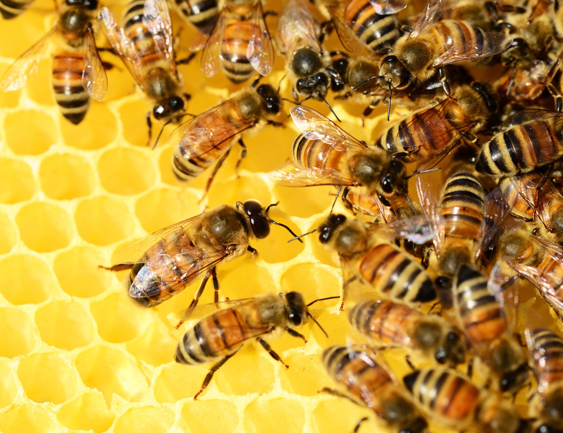 Bees on some honeycomb