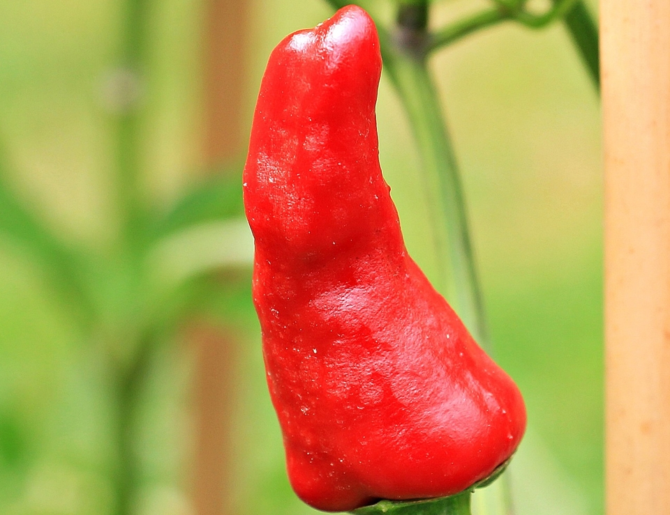 Chilli on a vine
